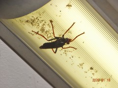 Proagonistes