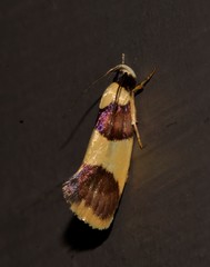 Telecrates laetiorella