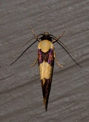 Telecrates laetiorella