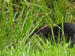 Dasyprocta fuliginosa