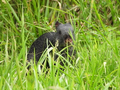 Dasyprocta fuliginosa