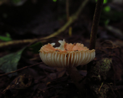 Fungi