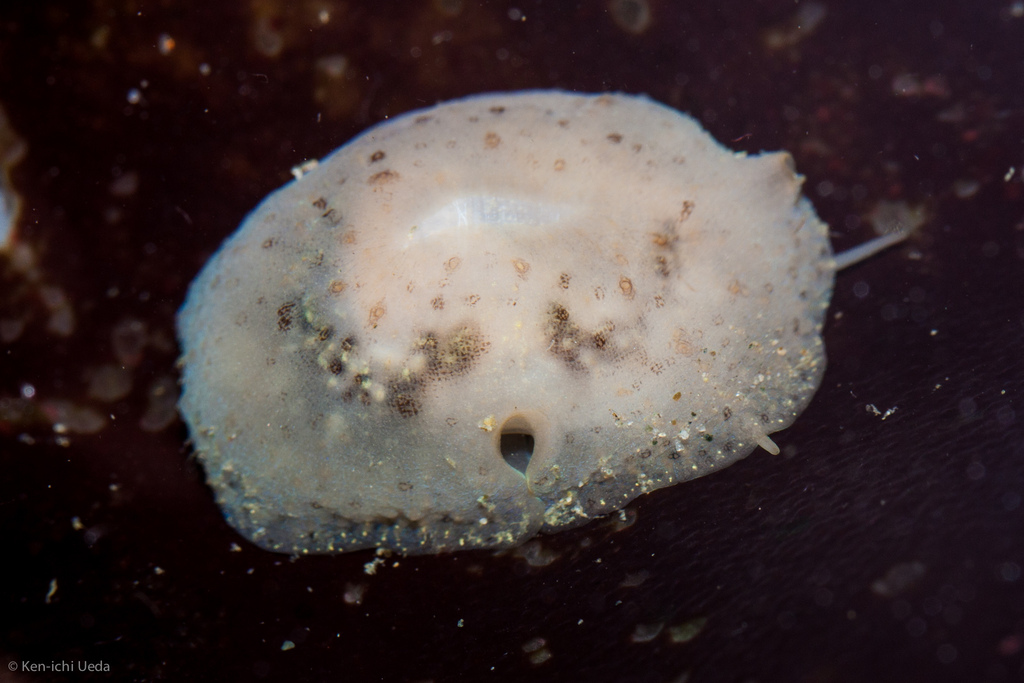 rhombic lamellaria