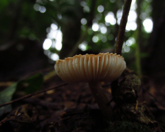 Fungi