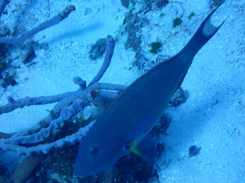 Sparisoma chrysopterum