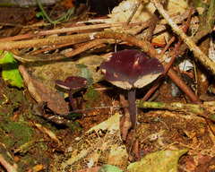 Fungi
