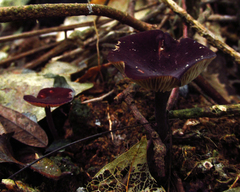 Fungi