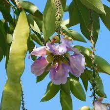 Clitoria fairchildiana