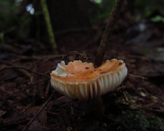 Fungi
