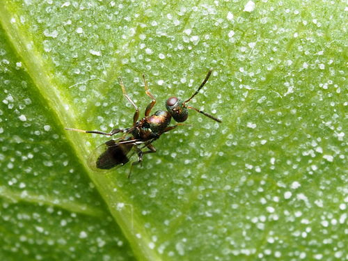 Dinarmoides spilopterus