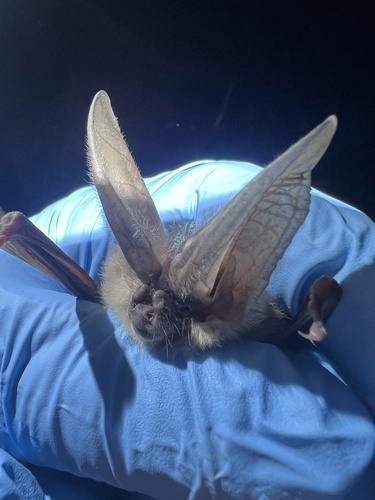 Townsend's Big-eared Bat photographed in Montana