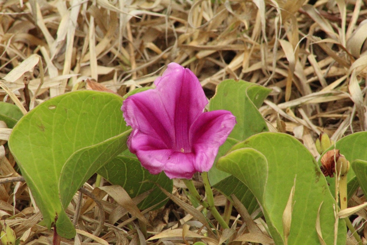 Ipomoea pes-caprae