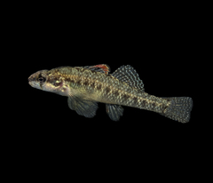 Fountain Darter photo 1