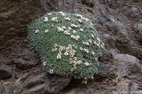 Helichrysum sessilioides, photograph 6
