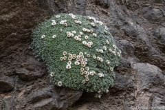 Helichrysum sessilioides, photograph (c) Dylan Leonard, some rights reserved (CC BY-SA)