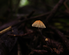 Marasmius ferrugineus
