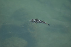 Sphoeroides annulatus