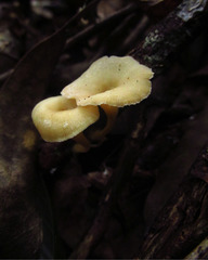 Lentinus concavus