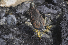 Butorides striata sundevalli