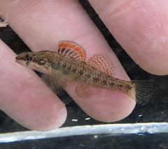 Fountain Darter photo 5