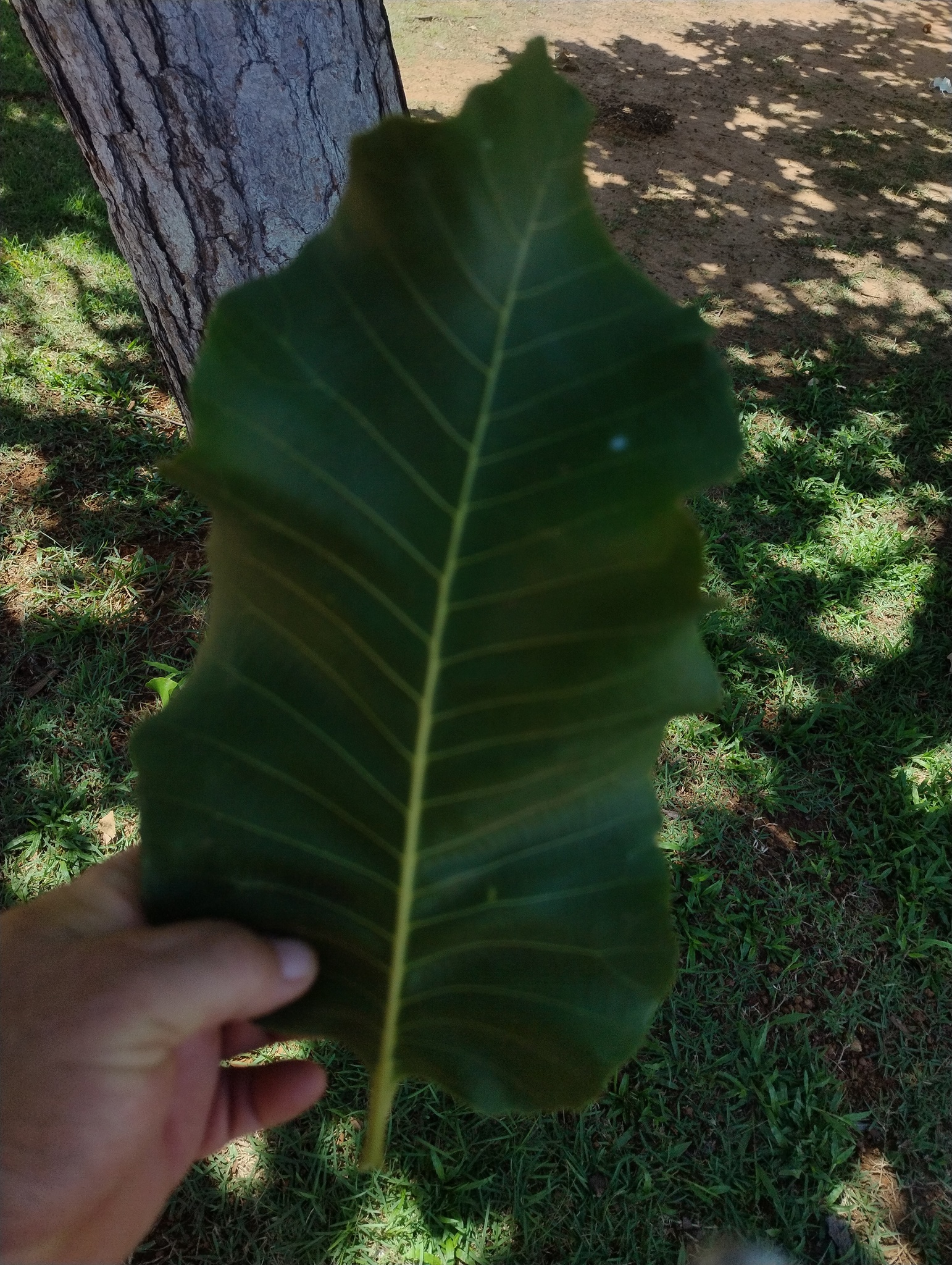 Curatella americana