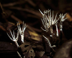 Fungi