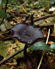 Fungi