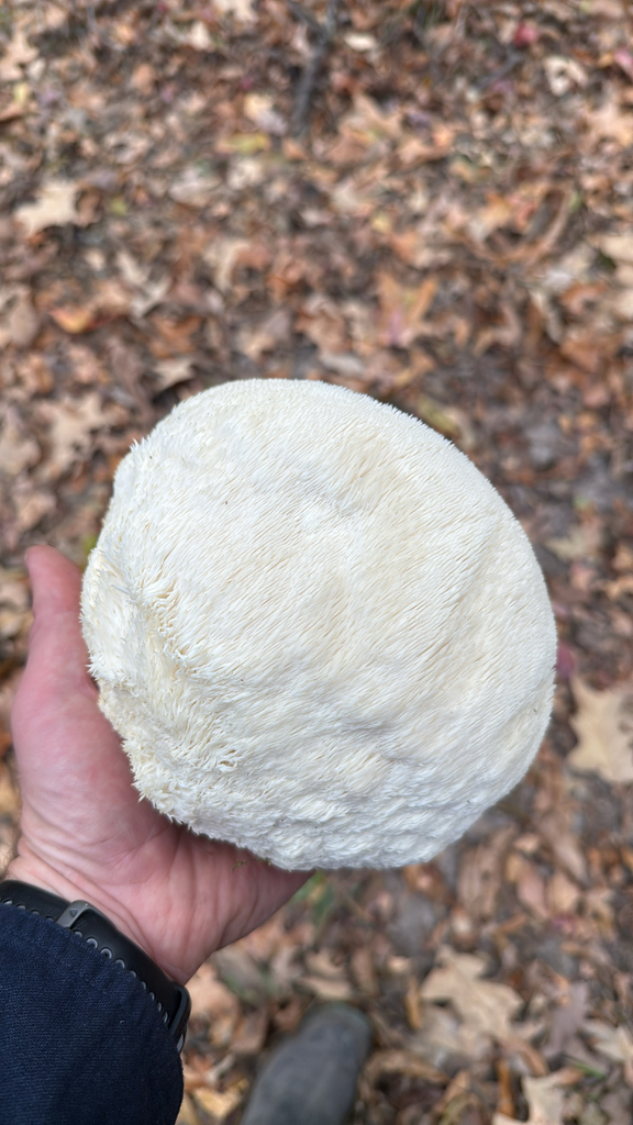 Hericium erinaceus · November 2025 · photo: © garrettkey (iNaturalist, cc0)