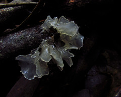 Tremella fuciformis