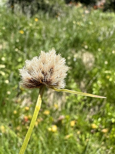 fringed cottongrass (Calliscirpus criniger)