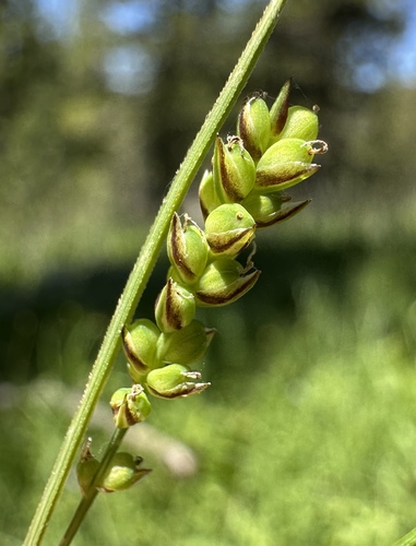 Hasse's sedge (Carex hassei)