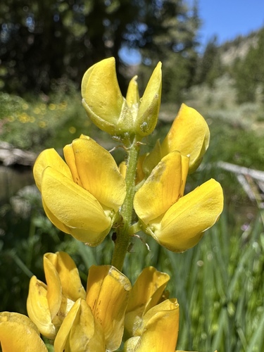 Saffron-flowered Lupine (Lupinus croceus)