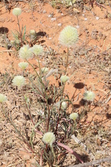 Ptilotus xerophilus