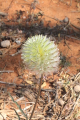 Ptilotus xerophilus