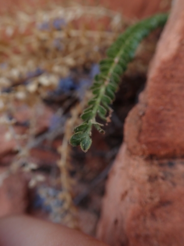Image of Ivesia sabulosa by (c) Mitch Van Dyke, some rights reserved (CC BY)