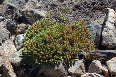 Kelleria