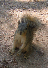 Sciurus niger