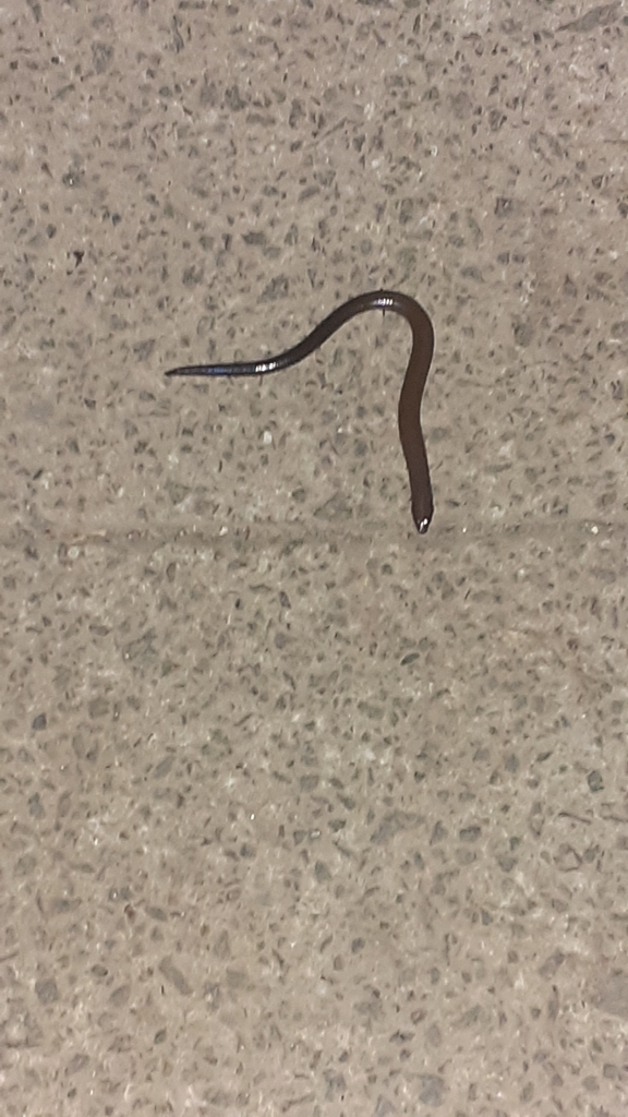 Short-limbed Snake-skink