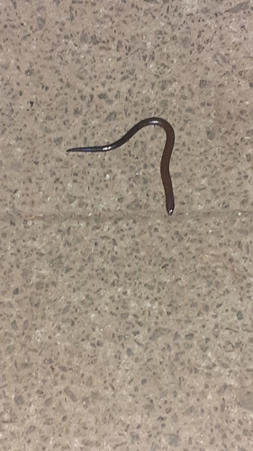 Short-limbed Snake-skink