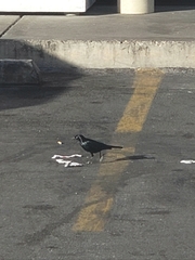 Euphagus cyanocephalus