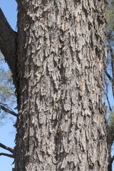 Acacia cambagei