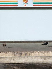 Euphagus cyanocephalus