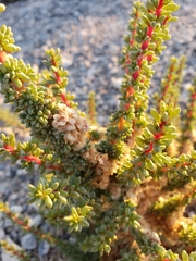 Halogeton glomeratus