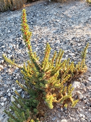 Halogeton glomeratus