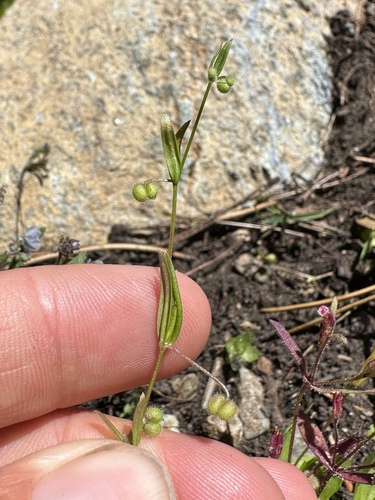 low mountain bedstraw (Galium bifolium)