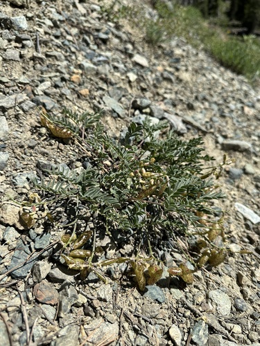 balloon milkvetch (Astragalus whitneyi)