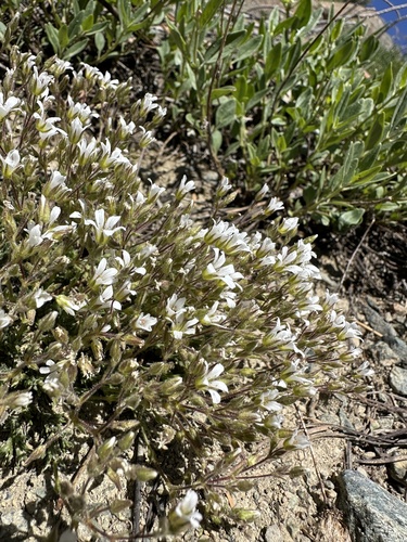 Nuttall's sandwort (Sabulina nuttallii)