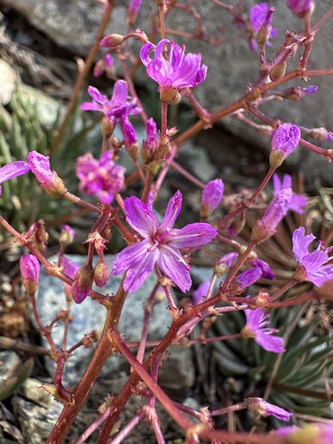 Quill-leaf Lewisia (Lewisia leeana)