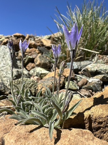 rough harebell (Campanula scabrella)