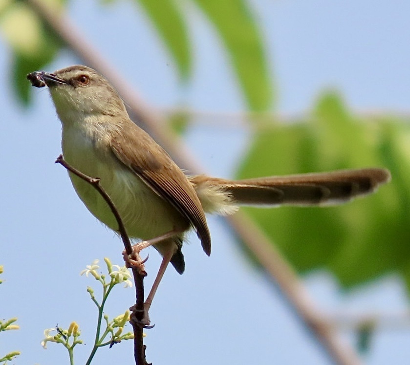 Tawny-flanked Prinia